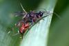 Cryptinae inconnu